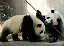 Chengdu Pandas