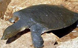 Yangtze Giant Softshell Turtle