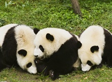 Panda Research Base