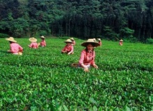 Huangshan Tea