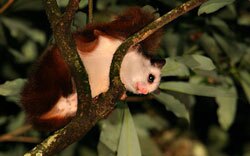 Red-and-White Flying Squirrel