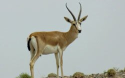 Mongolian gazelle