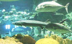 Chinese Sturgeon Museum